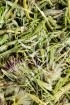 Alpenschartenkraut Tropfen - Tinktur - Herba Sauusureae salicifoliae tinctura