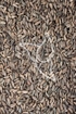 Astragalussamen Tropfen - Tinktur - Semen Astragali tinctura
