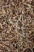 Bärtiges Helmkraut Tropfen - Tinktur - Herba Scutellariae barbatae tinctura