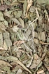 Bambusblätter grazil Tropfen - Tinktur - Herba Lophatheri tinctura