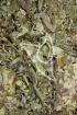 Beifuss, gemeiner Tropfen - Tinktur - Folia Artemisiae argyi tinctura