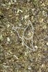 Beifusskraut Tropfen - Tinktur - Herba Artemisiae tinctura