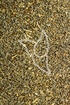 Bischofskrautsamen Tropfen - Tinktur - Semen Ammi visnagae tinctura