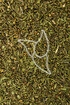 Bohnenkraut Tropfen - Tinktur - Herba Saturejae tinctura