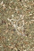 Buchweizenkraut Tropfen - Tinktur - Herba Fagopyri tinctura