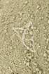 Coriolus Tropfen - Tinktur - Coriolus versicolor tinctura
