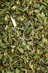 Dreifußkraut Tropfen - Tinktur - Herba Aegopodii tinctura