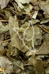 Elfenblumenkraut Tropfen - Tinktur - Herba Epimedii tinctura