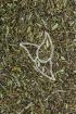 Erdrauchkraut Tropfen - Tinktur - Herba Fumariae tinctura