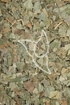 Eschenblätter Tropfen - Tinktur - Folia Fraxini tinctura