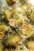 Eselsdistelfrüchte Tropfen - Tinktur - Fructus Onopordi acanthii tinctura