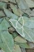 Eucalyptusblätter Tropfen - Tinktur - Folia Eucalypti tinctura