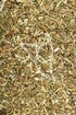 Floh Knöterich Tropfen - Tinktur - Herba Persicariae maculosae tinctura