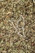 Frauenminze Tropfen - Tinktur - Herba Tanaceti balsamitae tinctura