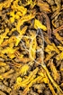 Goldfadenwurzelstock Tropfen - Tinktur - Rhizoma Coptidis tinctura