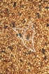Hagebuttensamen Tropfen - Tinktur - Semen Cynosbati tinctura