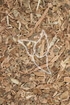 Hamamelisrinde Tropfen - Tinktur - Cortex Hamamelidis tinctura