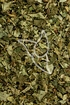 Haselnussblätter Tropfen - Tinktur - Folia Corylii avellanae tinctura