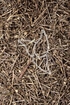 Hedyotiskraut Tropfen - Tinktur - Herba Oldenlandiae diffusae tinctura