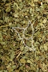 Heidelbeerblätter Tropfen - Tinktur - Folia Myrtilli tinctura
