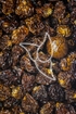 Kapstachelbeere Tropfen - Tinktur - Fructus Physaliis tinctura