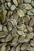 Kürbiskerne Tropfen - Tinktur - Semen cucurbitae tinctura