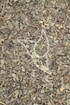 Mariendistelkraut Tropfen - Tinktur - Herba Cardui mariae tinctura