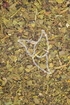 Mistelkraut Tropfen - Tinktur - Herba Visci albi tinctura