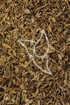 Nardenwurzel Tropfen - Tinktur - Radix Araliae racemosae tinctura