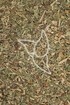 Odermennigkraut Tropfen - Tinktur - Herba Agrimoniae tinctura