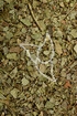 Scheinbeerenkraut Tropfen - Tinktur - Herba Gaultheria tinctura
