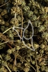 Schizonepetakraut Tropfen - Tinktur - Herba Schizonepetae tinctura