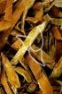Schlangenkürbisschale Tropfen - Tinktur - Pericarpium Trichosanthis tinctura