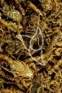 Skorpion Tropfen - Tinktur - Buthus martensi tinctura