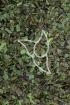 Spitzwegerichkraut Tropfen - Tinktur - Herba Plantaginis lanceolatae tinctura