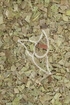 Stechpalme Tropfen - Tinktur - Folia Ilicis tinctura