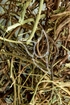 Sturmwindkraut Tropfen - Tinktur - Herba Phyllanthi niuri tinctura