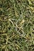 Trifolium lupinaster Tropfen - Tinktur - Herba Trifolii lupinaster tinctura