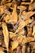 Trompetenblume Tropfen - Tinktur - Flores Campsitis tinctura