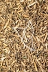 Weidenblättrige Schwalbenwurz Tropfen - Tinktur - Rhizoma Cycanchi stauntonii tinctura