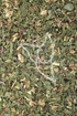 Weidenröschen, schmalblättrig Tropfen - Tinktur - Herba Epilobii angust. tinctura