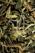 Weißer Tee Tropfen - Tinktur - China Spezial Pai Mu Tan tinctura - Hier Bestellen!