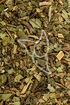 Wintergrün Tropfen - Tinktur - Herba Gaultheriae procumb. tinctura