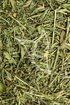 Zweifarbiger Buschklee Tropfen - Tinktur - Herba Lespedezae bicoloris tincutra tinctura